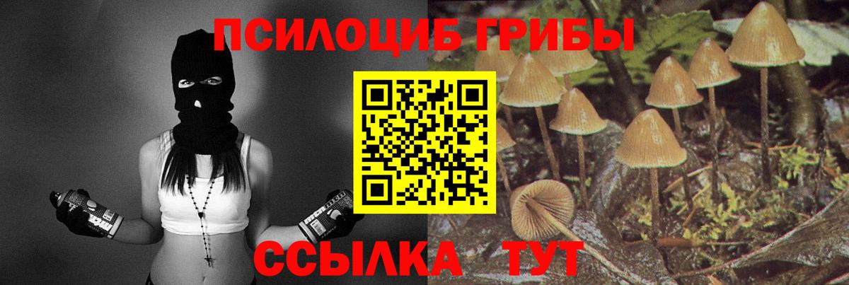 Галлюциногенные грибы Psilocybe Аксай